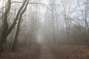 Waldweg im Nebel