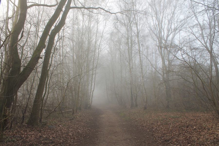 Waldweg im Nebel