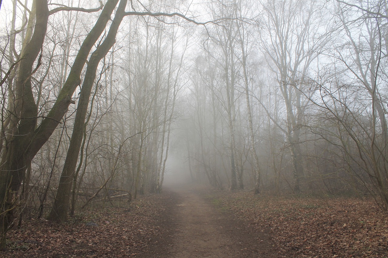 Waldweg im Nebel